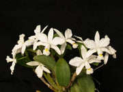 Cattleya violacea f. alba