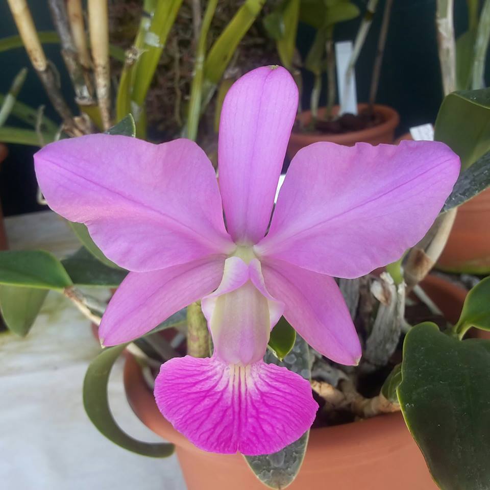 Cattleya walkeriana 'Best Grower' x walkeriana var. coerulea