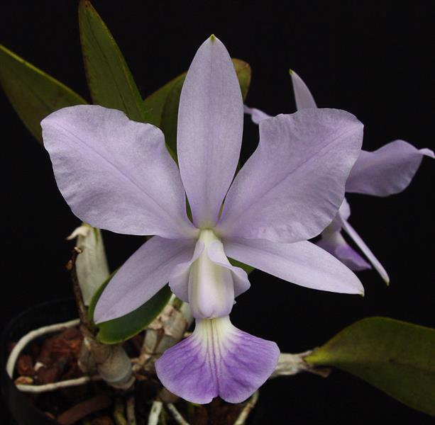 Cattleya walkeriana var. coerulea