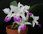 Carica l'immagine nel visualizzatore Galleria, Cattleya walkeriana var. semi alba