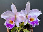 Carica l'immagine nel visualizzatore Galleria, Laelia alaorii f. suave x Cattleya warneri f. albescens - Br Orquidea
