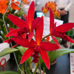 Carica l'immagine nel visualizzatore Galleria, Cattleya Kagaribi Dawn 'Red Star'