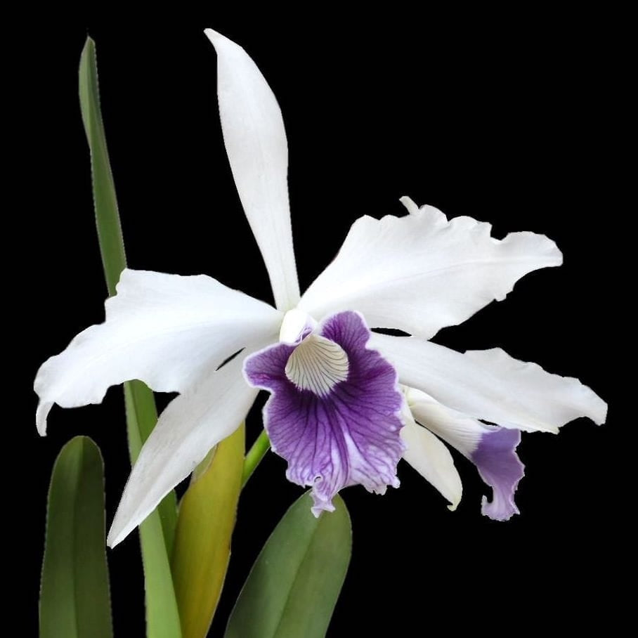 Cattleya (syn. Laelia) purpurata var. werkhauseri