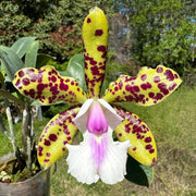 Cattleya YNS Green Leopard 'Jade Dragon'