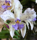 Carica l'immagine nel visualizzatore Galleria, Cattleya amethystoglossa var. coerulea 'Paiguas' - Brazil Import