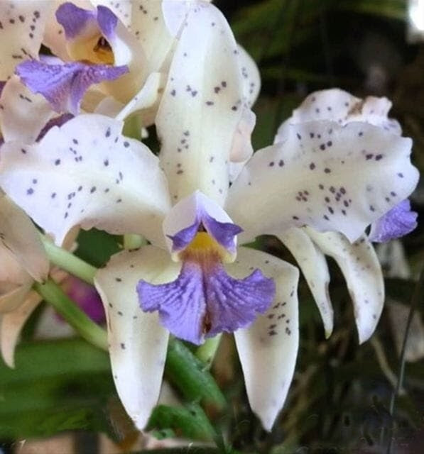 Cattleya amethystoglossa var. coerulea 'Paiguas' - Brazil Import