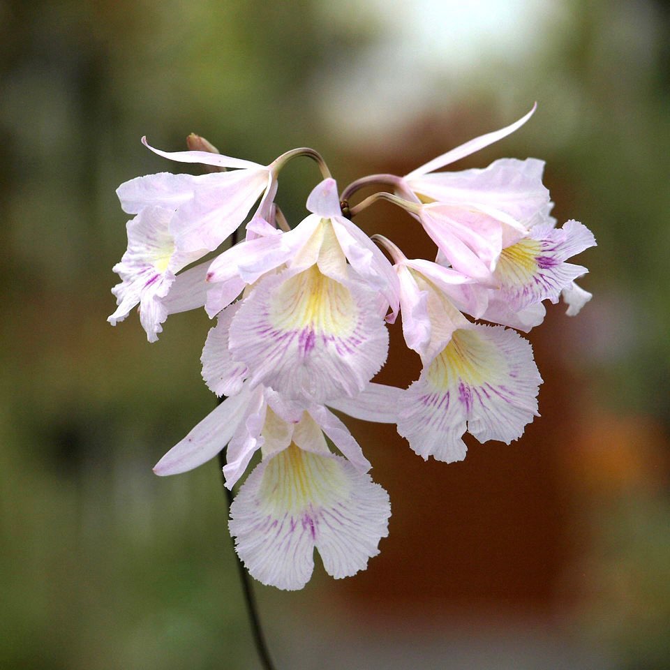 Broughtonia (syn. Cattleyopsis) lindenii