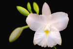 Load image into Gallery viewer, Cattleytonia Jet Set (Ctna. Maui Maid 'Lea' AM/AOS x Bro. sanguinea var. alba)
