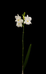 Load image into Gallery viewer, Cattleytonia Jet Set (Ctna. Maui Maid 'Lea' AM/AOS x Bro. sanguinea var. alba)