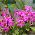 Carica l&#39;immagine nel visualizzatore Galleria, Cattleya violacea var semi alba x Brassavola Little Stars
