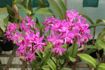 Carica l'immagine nel visualizzatore Galleria, Cattlianthe Amaroo (Guarianthe bowringiana × Cattleya milleri)