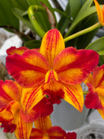 Carica l'immagine nel visualizzatore Galleria, Cattlianthe Barefoot Mailman (Cattleya briegeri × Cattlianthe Madge Fordyce)