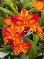 Carica l'immagine nel visualizzatore Galleria, Cattlianthe Barefoot Mailman (Cattleya briegeri × Cattlianthe Madge Fordyce)