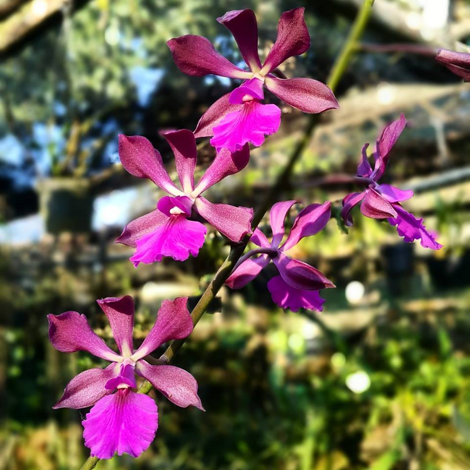 Catyclia Alden Reese (Catyclia Purple Glory × Encyclia cordigera)