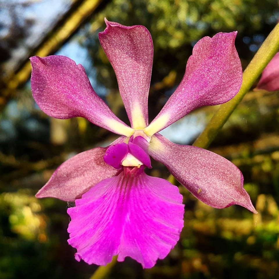 Catyclia Alden Reese (Catyclia Purple Glory × Encyclia cordigera)