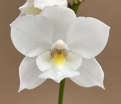 Caulaelia Snowflake 'Frosty' AM/AOS (Caularthron bicornutum x Laelia albida)