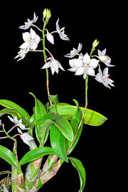 Caularthron bicornutum