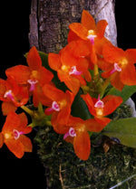 Carica l&#39;immagine nel visualizzatore Galleria, Ceratocentron fesselii
