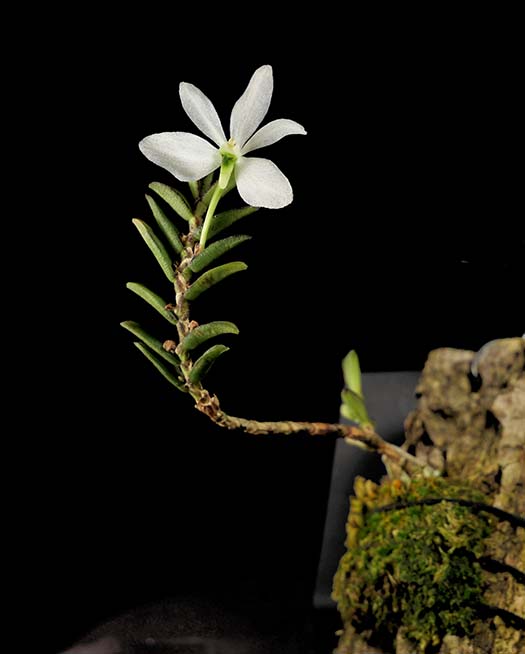 Trichoglottis biglandulosa syn. Ceratochilus biglandulosus