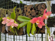 Ceratosiella LOC Hello Kitty (Amesiella monticola x Ceratocentron fesselii)