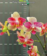 Carica l'immagine nel visualizzatore Galleria, Phalaenopsis Chi-Yueh Kaleidescope