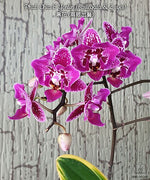 Carica l&#39;immagine nel visualizzatore Galleria, Phalaenopsis Chia E Yenlin (variegata &amp; peloric)
