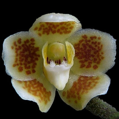 Chiloschista extinctoriformis