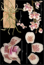 Carica l&#39;immagine nel visualizzatore Galleria, Chiloschista shanica
