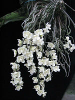 Carica l&#39;immagine nel visualizzatore Galleria, Chiloschista viridiflava var. alba
