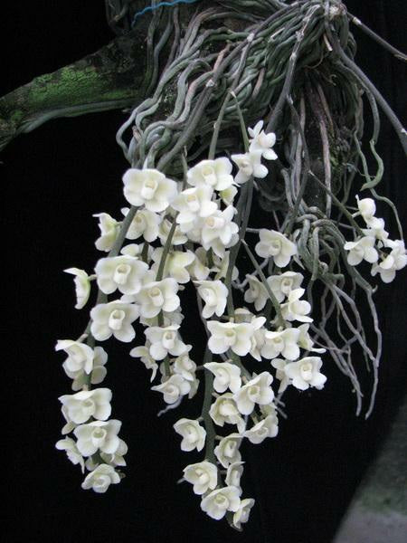 Chiloschista viridiflava var. alba