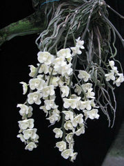 Chiloschista viridiflava var. alba