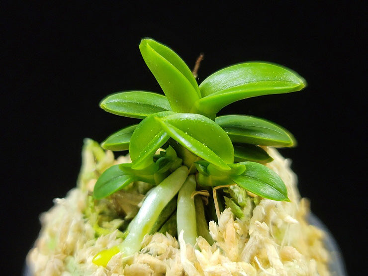 Neofinetia falcata 'Chwiwol' 취월 翠月