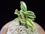 Carica l'immagine nel visualizzatore Galleria, Neofinetia falcata 'Chwiwolho' 취월호 翠月湖