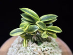 Carica l'immagine nel visualizzatore Galleria, Neofinetia falcata 'Chwiwolho' 취월호 翠月湖