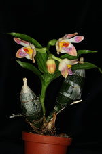 Carica l'immagine nel visualizzatore Galleria, Chysis limminghei