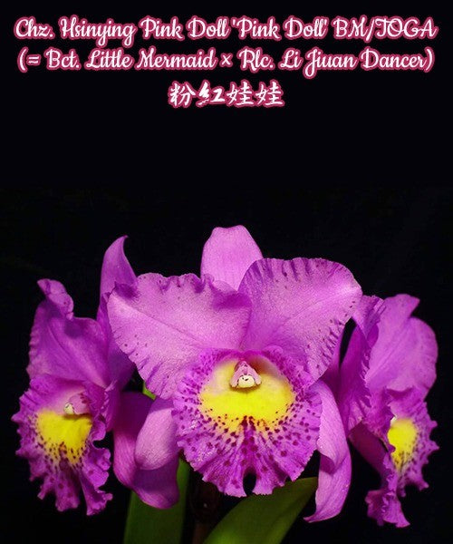 Potinara Hsinying Pink Doll 'Pink Doll' BM/TOGA (Bct. Little Mermaid × Rlc. Li Jiuan Dancer)