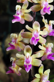 Cleisostoma discolor 