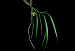 Carica l'immagine nel visualizzatore Galleria, Cleisostoma tenuifolium