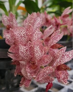 Carica l'immagine nel visualizzatore Galleria, Clowesetum Acute Aspect `Hot Spot`