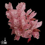 Carica l'immagine nel visualizzatore Galleria, Clowesetum Acute Aspect `Hot Spot`