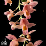 Carica l&#39;immagine nel visualizzatore Galleria, Clowesetum Pink Lemonade (Clowesia Rebecca Northen × Catasetum fuchsii)
