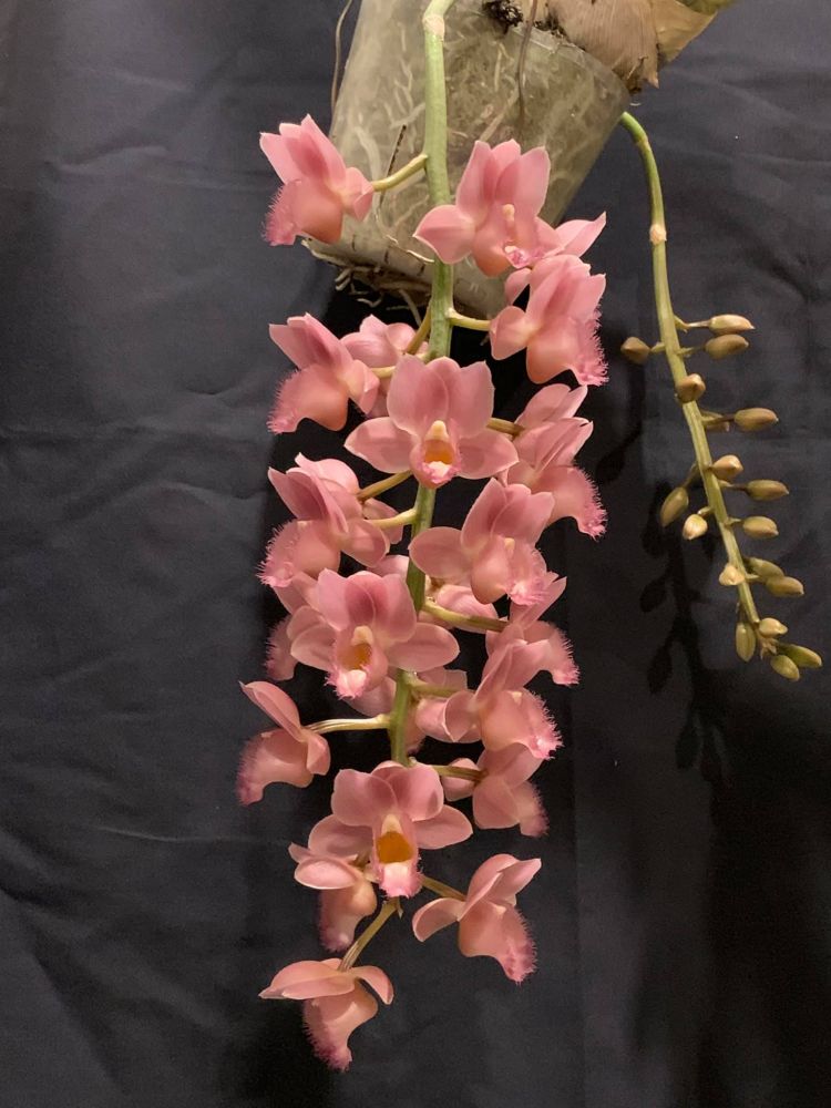 Clowesetum Pink Lemonade (Clowesia Rebecca Northen × Catasetum fuchsii)