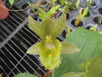 Load image into Gallery viewer, Clowesetum Jumbo Apollo (= Catasetum fimbriatum × Clowesia russelliana)