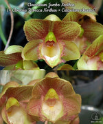 Load image into Gallery viewer, Clowesetum Jumbo Northen (= Clowesia Rebecca Northen × Catasetum schunkei)