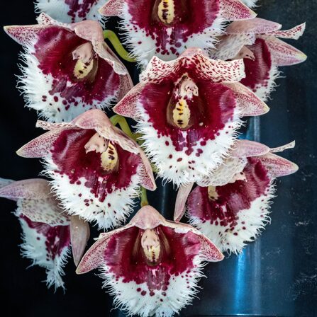 Clowesetum Penang Waltz