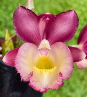 Clowesetum Pierre Couret (Clowesia Rebecca Northen × Catasetum pileatum)