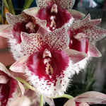 Carica l&#39;immagine nel visualizzatore Galleria, Clowesetum Penang Waltz
