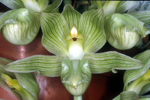 Clowesia russeliana