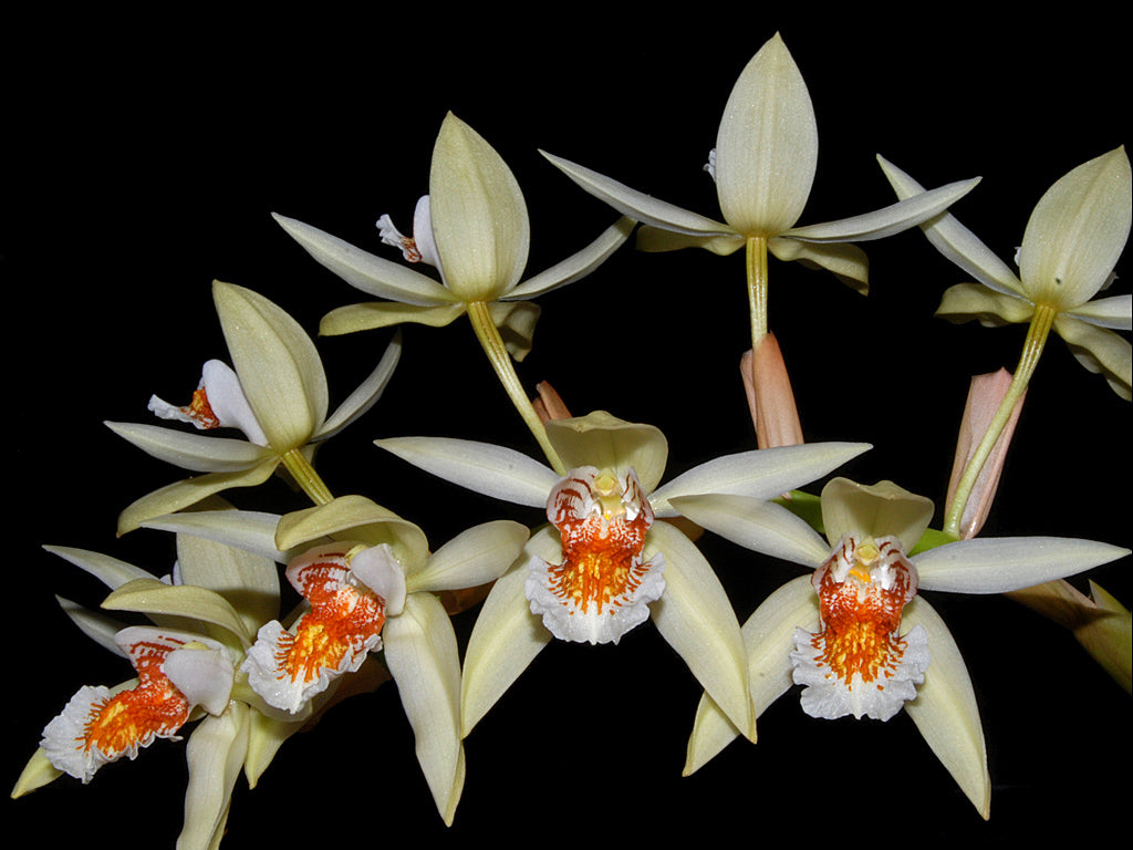 Coelogyne asperata