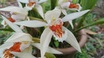 Carica l'immagine nel visualizzatore Galleria, Coelogyne asperata